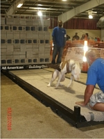 American Bulldog Club