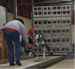 American Bulldog Club