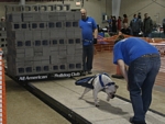 American Bulldog Club