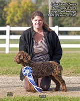 American Bulldog Club