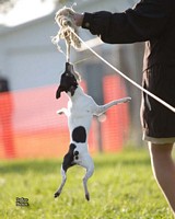 American Bulldog Club