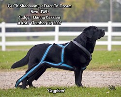 American Bulldog Club