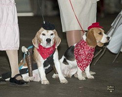 American Bulldog Club