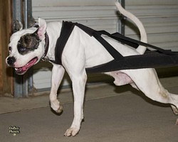 American Bulldog Club
