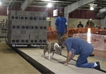 American Bulldog Club
