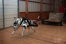 American Bulldog Club