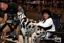 American Bulldog Club