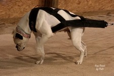 American Bulldog Club