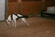 American Bulldog Club