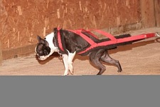 American Bulldog Club