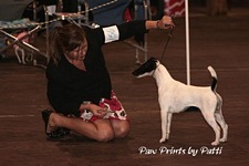 American Bulldog Club